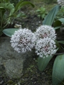 Allium karataviense Czosnek